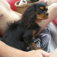 Photo #240546 de Gypsy.