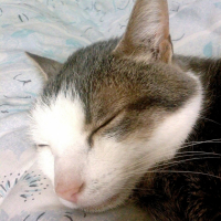 Photo #240617 de Nemo