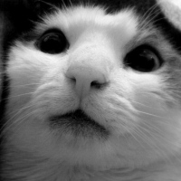 Photo #240618 de Nemo