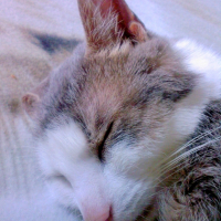 Photo #240619 de Nemo