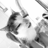 Photo #240620 de Nemo