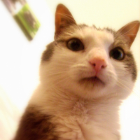 Photo #240621 de Nemo