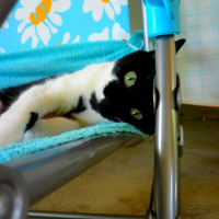 Photo #240623 de Domino