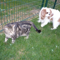 Photo #240637 de Cracker du temps des irees, dit cropet
