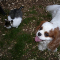 Photo #240638 de Cracker du temps des irees, dit cropet