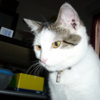 Photo #240650 de Aloah