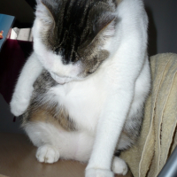 Photo #240651 de Aloah