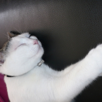 Photo #240652 de Aloah