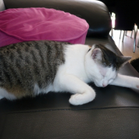 Photo #240653 de Aloah