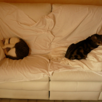 Photo #240655 de Aloah