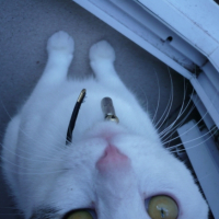 Photo #240656 de Aloah