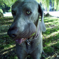 Photo #240699 de Austral