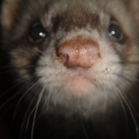 Photo #240727 de Doc