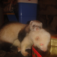Photo #240728 de Doc