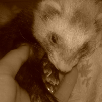 Photo #240767 de Féty