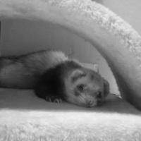 Photo #240768 de Féty