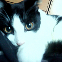 Photo #240831 de Caline