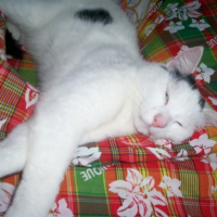 Photo #240835 de Tweeny