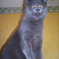 Photo #240838 de Grizou