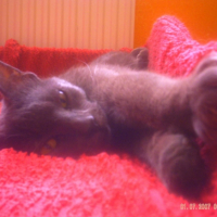 Photo #240841 de Tipoune