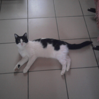 Photo #240842 de Caline