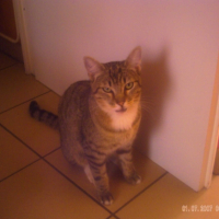 Photo #240843 de Speedy