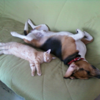 Photo #240893 de Safrane
