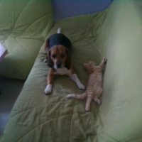 Photo #240896 de Safrane