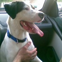Photo #240902 de Tyson