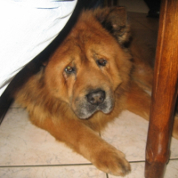 Photo #240918 de Rusty