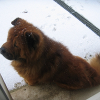 Photo #240919 de Rusty