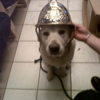 Photo #240962 de Smurf