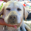 le labrador sable aime se rouler dans le sable!