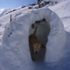 une niche pour chien esquimau!!!!!
