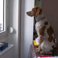 Photo #240980 de Niout