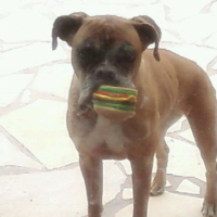 Photo #240984 de Polie