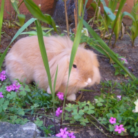 Photo #240988 de Jeannot