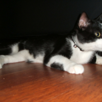 Photo #241033 de Lucky