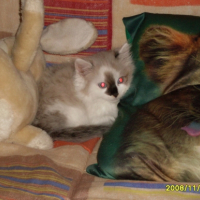 Photo #241054 de Litchi