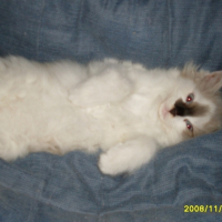 Photo #241055 de Litchi