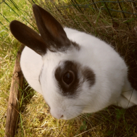 Photo #241057 de Youpie