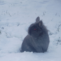 Photo #241090 de Pinpin