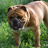 Photo #241111 de Enzo