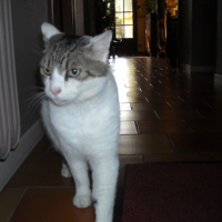 Photo #241135 de Tomy