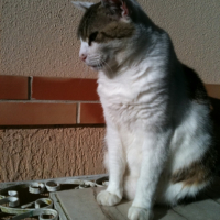 Photo #241136 de Tomy