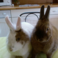 Photo #241151 de Caramel