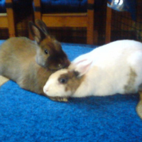 Photo #241153 de Caramel