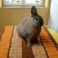 Photo #241155 de Caramel