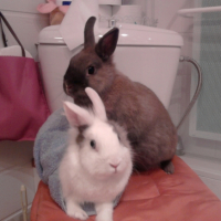 Photo #241157 de Nougat