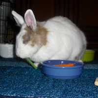 Photo #241158 de Nougat